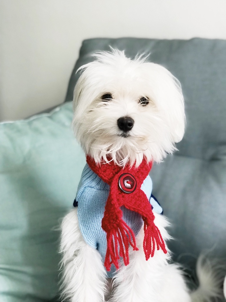 Winston, a white Maltese, in a light blue sweater and red knit scarf