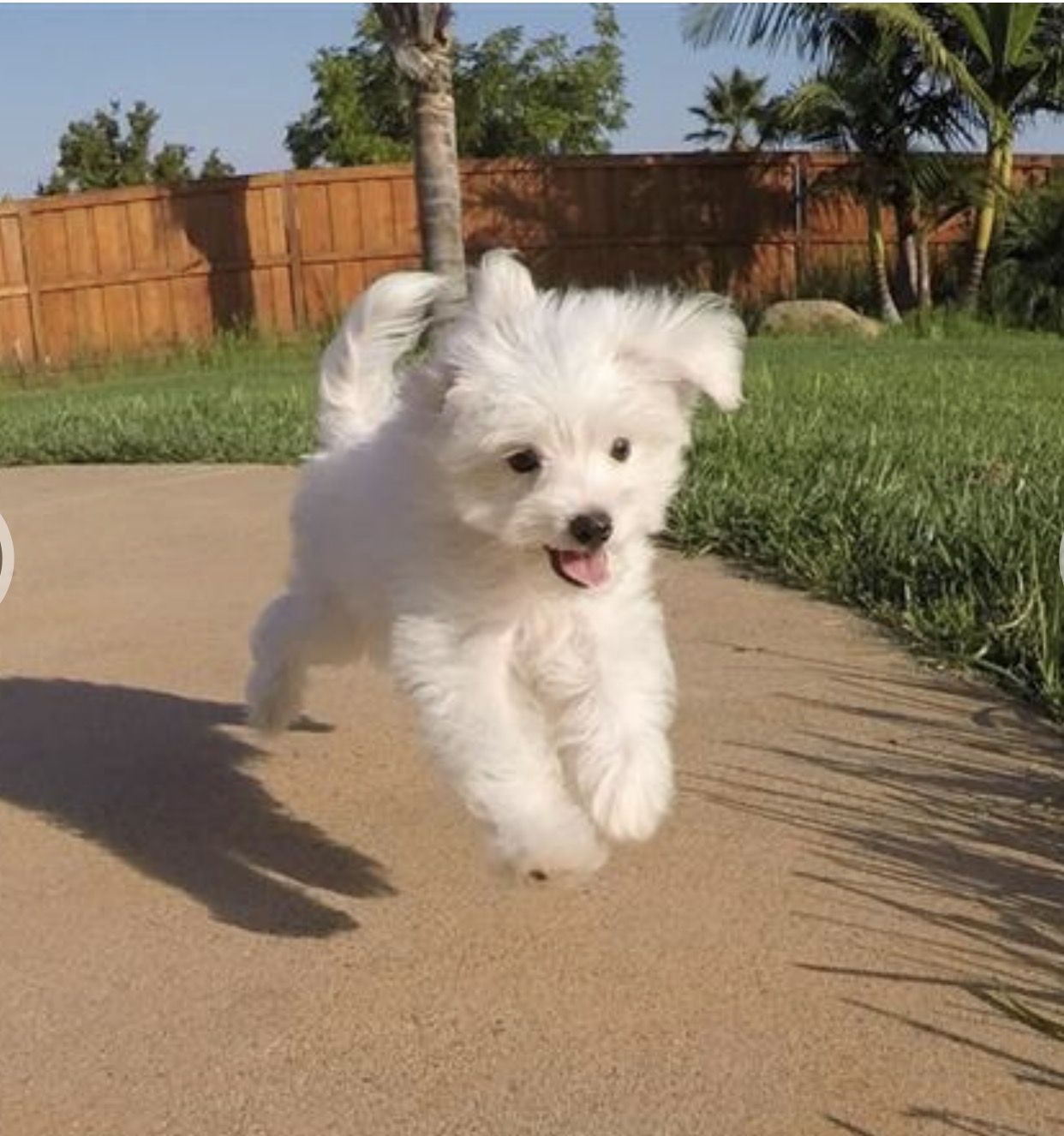 Winston running across a patio with his ears up