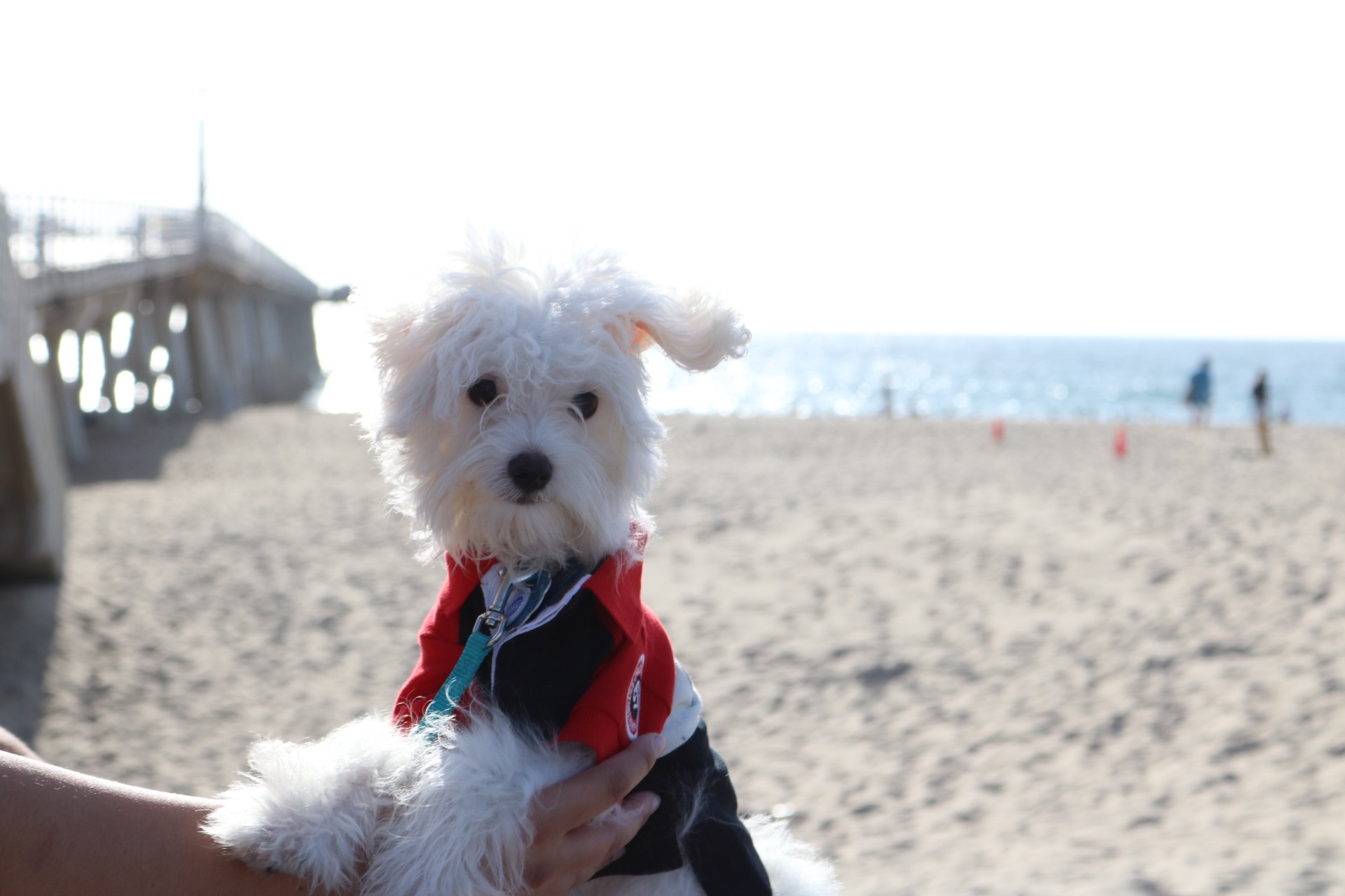 Winston on the beach with the pier behind him