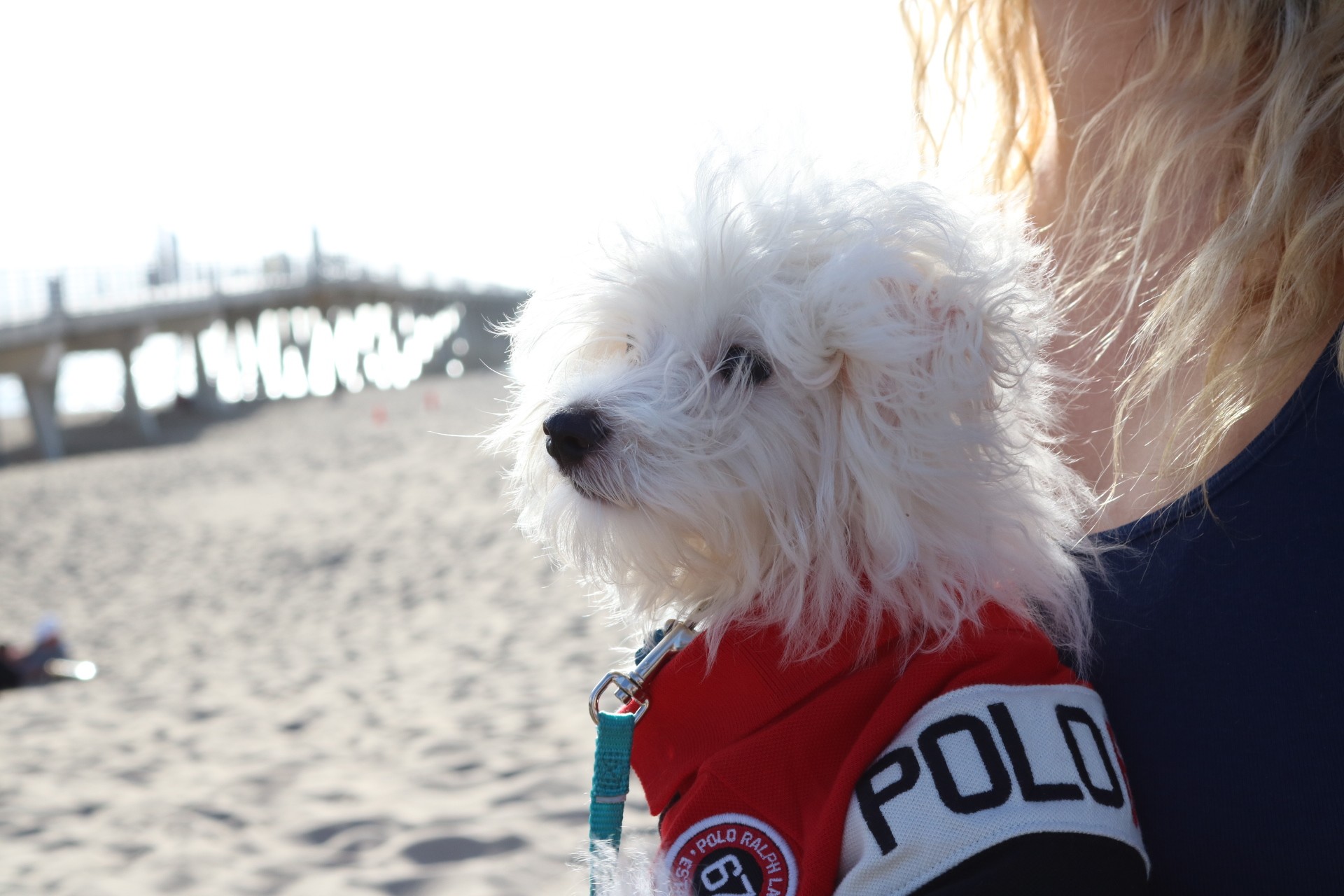 Winston in profile on the beach, fur blowing in the wind