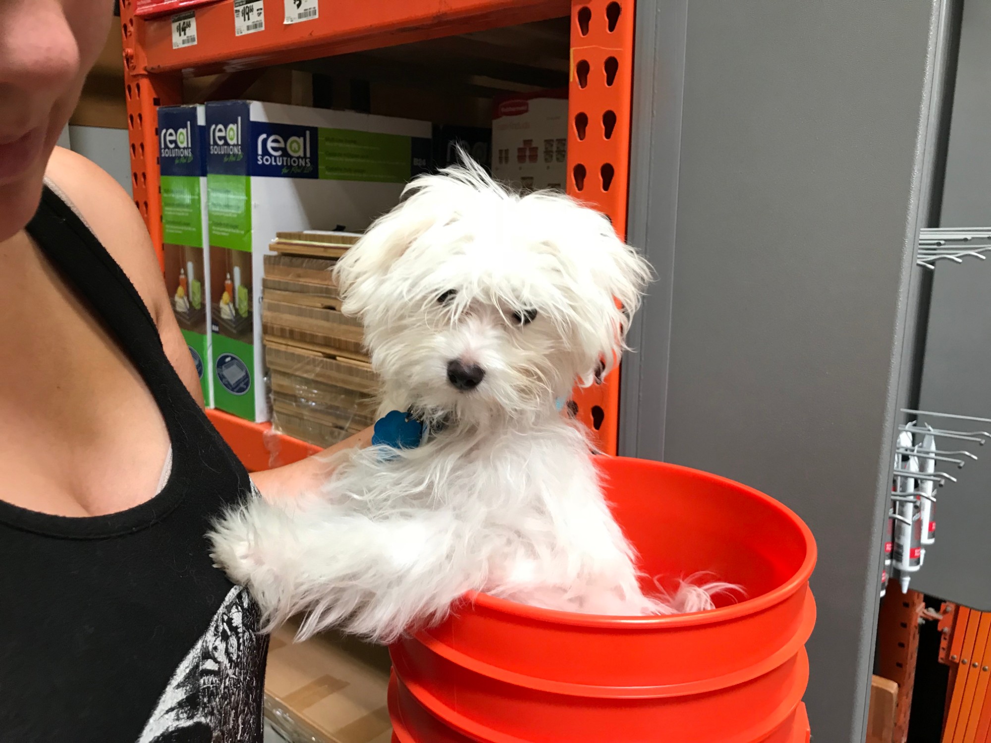 Winston peeking out of an orange bucket in a hardware store