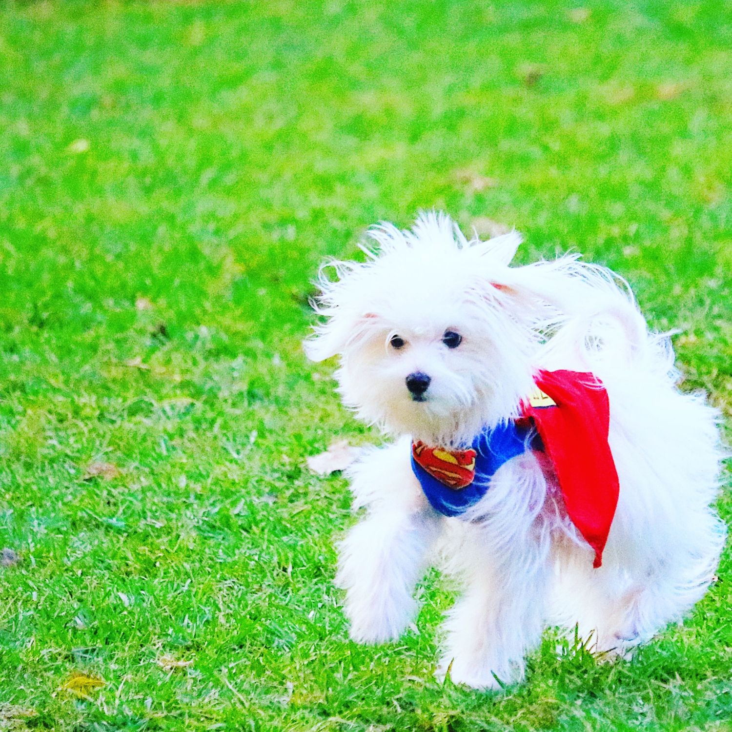Winston in a red superhero cape on the grass