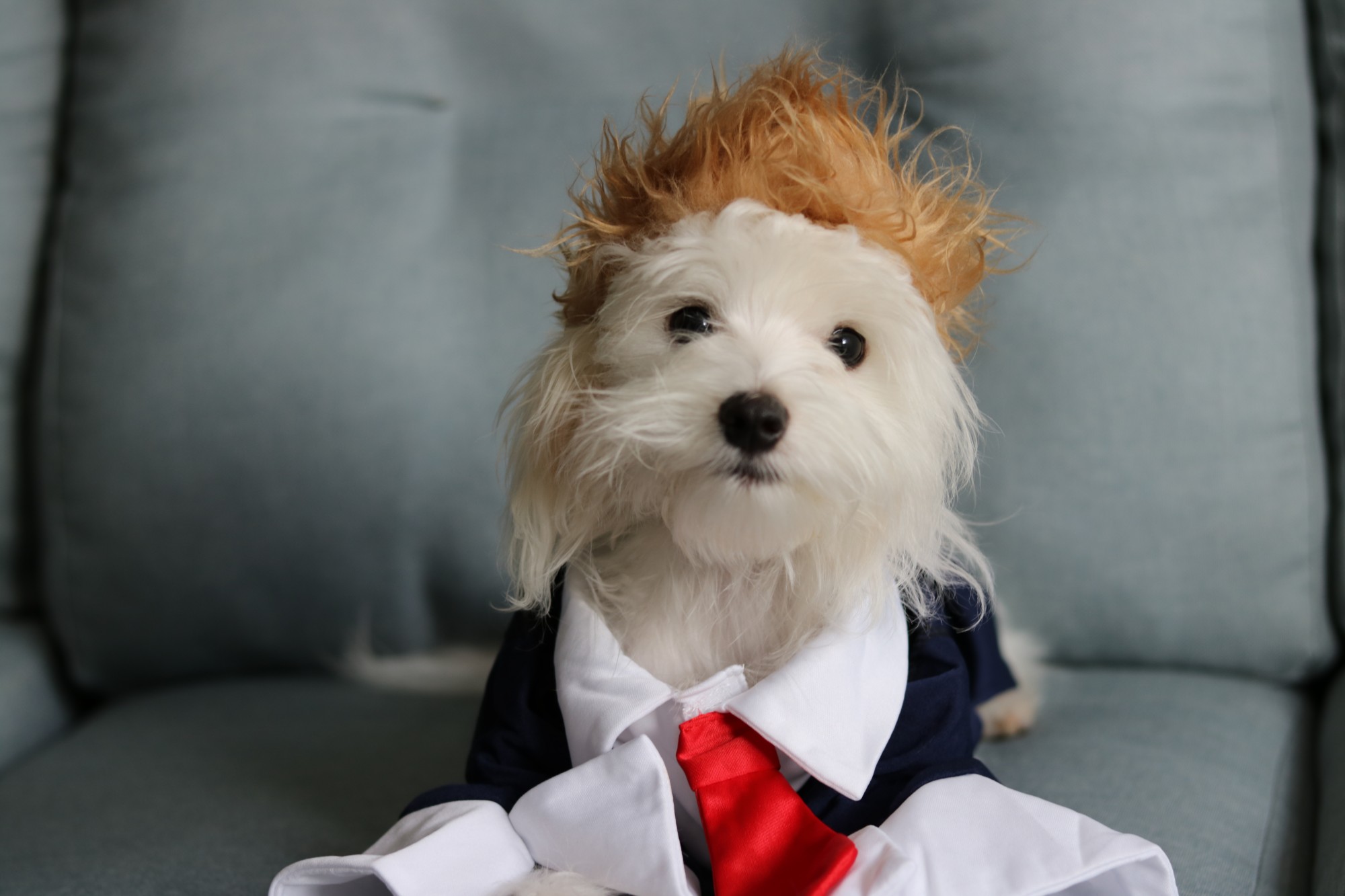Winston in a navy suit, white shirt and red tie, wearing an orange wig